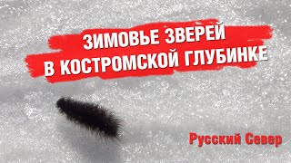 Зимовье зверей в Костромской области. 2022 год