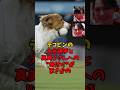 デコピンの大谷選手と真美子さんの格付けがまさかの