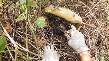 Bắt được Tổ ong ruồi khủng đầu năm ĐT 0909717112 || Nghĩa Tình TV