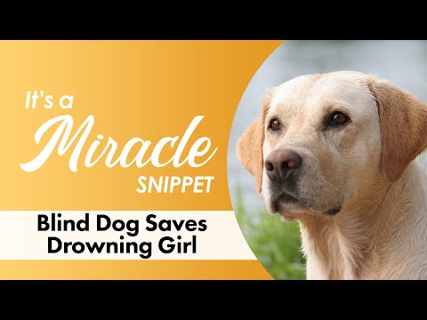 Video: Opettaja lisää Blind Rescue Dogin hänen erityistarpeiden pakettiin