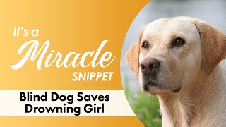 Blind Dog Saves Drowning Girl  It's A Miracle Snippet