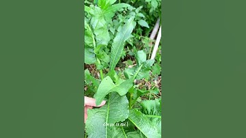 Mặc dù ngay cả gia súc cũng không ăn loại cây này nhưng người xưa gọi nó là “vàng không thể đổi được