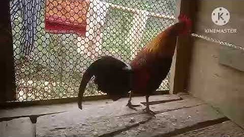 ໄກ່ຕໍf2 qaib qus quas zoo pom 2