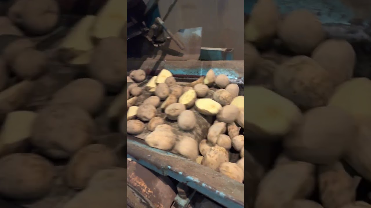 Cutting 2022's Seed Potatoes