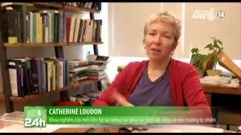 VTC14_Mỹ: Lá đậu nhân tạo dùng để bẫy rệp giường