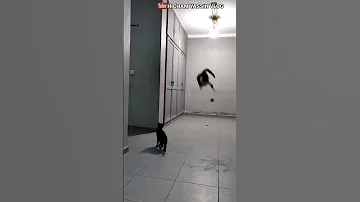 هجوم الجني القط الاسود رعب حقيقي 