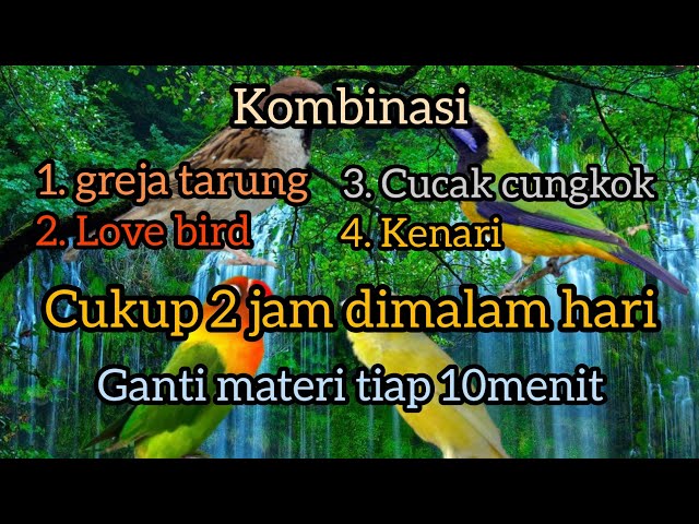 masteran kombinasi roll tembak, bikin burung jadi mewah class=