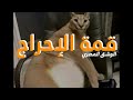 ازاي الوشق المصري انقض على توتة الاس رائيلي كلها دايرة تريند 