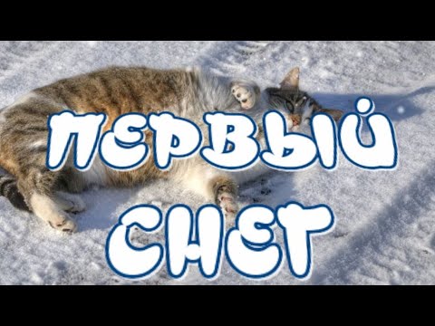 Утром Кот принёс на лапах ПЕРВЫЙ СНЕГ 🎶Очень красивая песня🎶 Музыкальный клип для друзей