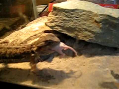 Lucy the Lizard SMOKES a mouse