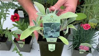 Deer Resistant Plants | Eckert's Country Store and Farm