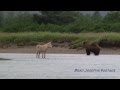 Wolves fishing for salmon natural habitat adventures alaska