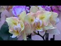 Осенние пересадки , готовимся к цветению 