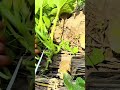 Cutting excess pumpkin vine branches with sharp metal scissors to promote healthy plant growth faste