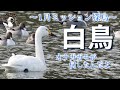 【野鳥観察】ハクチョウ登場!ダム湖とため池を歩く、2022年1月ミッション探鳥! Vlog47