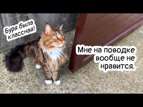 Video: Ar lantana yra vienmetė?