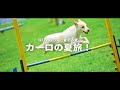 【新CM】「涼しいねって、言える夏」/CARO RESORT 山中湖エリア