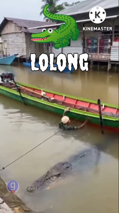 LOLONG Crocodile 🐊