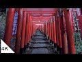 【4K】Kamakura Walk: Sasuke Inari and Shinen Peony Garden