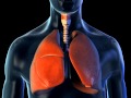 Lungs and breathing  3d medical animation  abp 