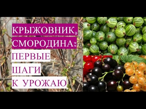 Крыжовник и Смородина. Первые Важные Шаги к Урожаю!