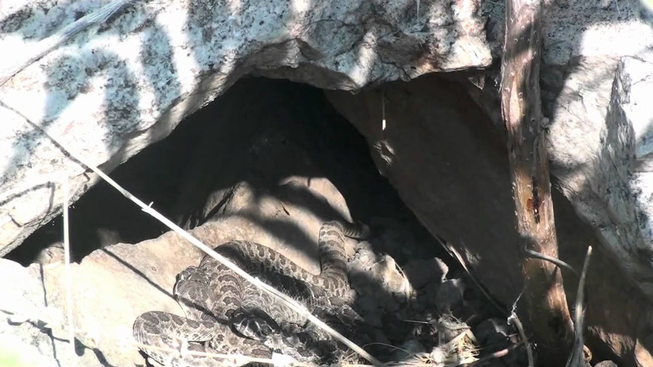 camera iphone 8 plus apk Prairie Rattlesnake Maternity Den