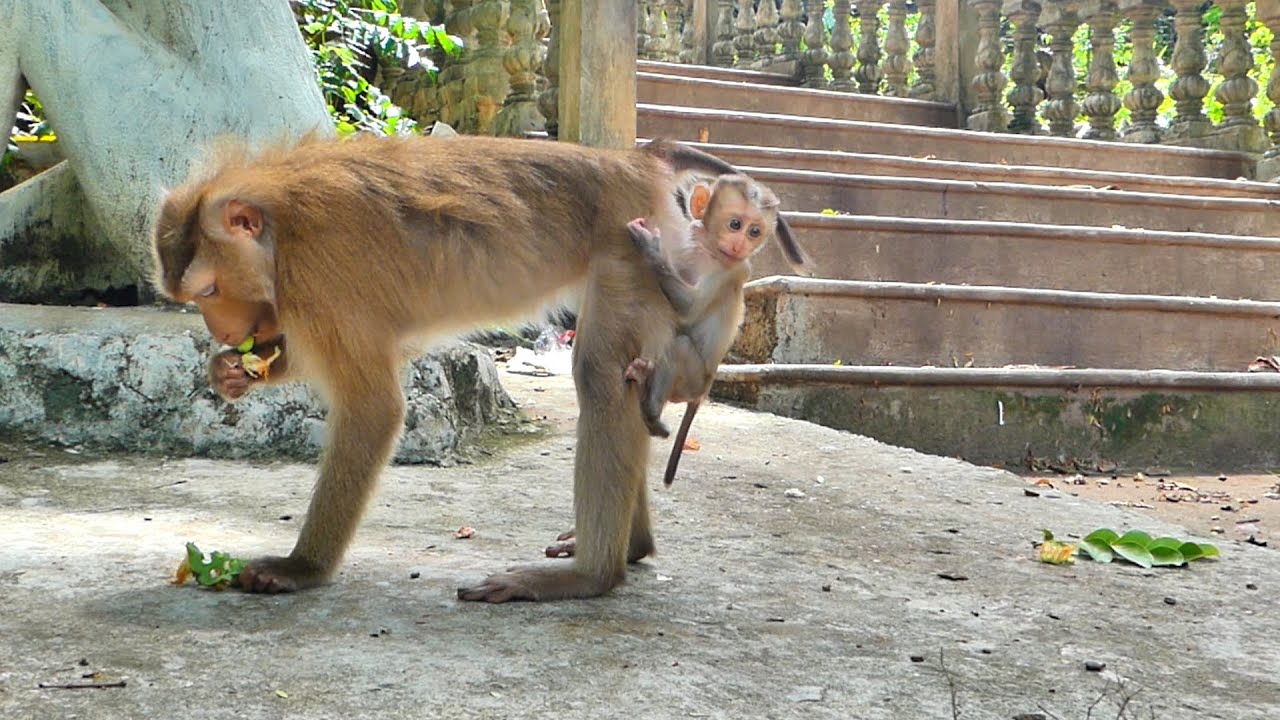 Although tiny baby monkey Sacky is skinny she grows from one day to one day and is so cutie.