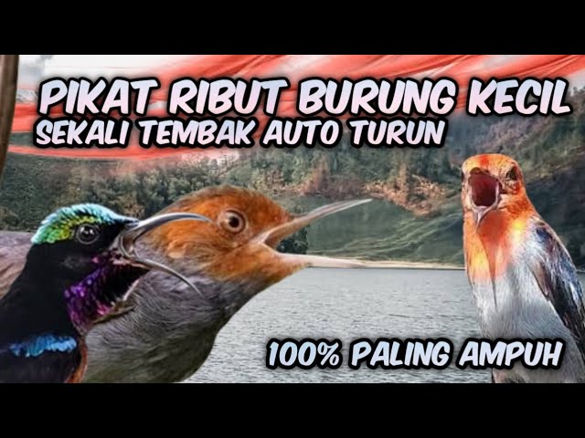 SUARA PIKAT BURUNG KECIL PALING AMPUH || PIKAT RIBUT BURUNG KECIL ANTI ZONK class=