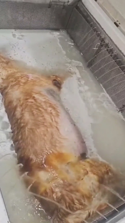 Pet aquamation for 100kg golden retriever.#petaquamation #petaquamationmachine #petservices