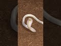 When The King Cobra Knows It's Own Name