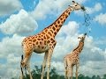 Красавец жираф 🐘Огромный слон🐦Московский зоопарк.