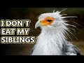 Secretary Bird facts: they stomp on snakes and stuff | Animal Fact Files