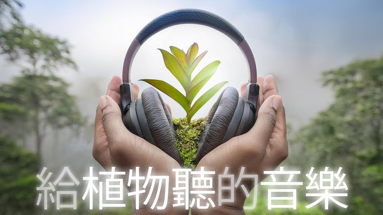 10小時🌱植物生长音乐🌱528Hz 植物共鸣频率🌱促進植物健康生長🌱植物健康的音乐刺激