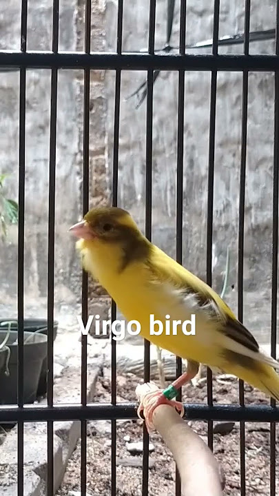 Timbrado canary singing