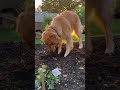Golden Retriever's Gardening Adventure: Heartwarming Canine Hard Work in Sun-Drenched Garden