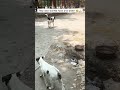 They also wanted food ❤️🥺🙏🏻 #love #shorts #trending