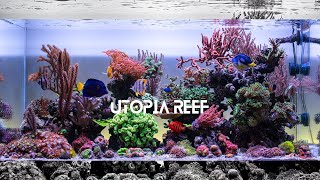 Utopia Reef - after 1 and a half years