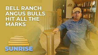 Bell Ranch angus bulls hit all the marks | Superior Livestock Sunrise