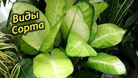 Виды и сорта Диффенбахии для комнатного выращивания.
