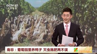 [中国三农报道]南非：葡萄园里养鸭子 灭虫施肥两不误|农业致富经 Agriculture And Farming