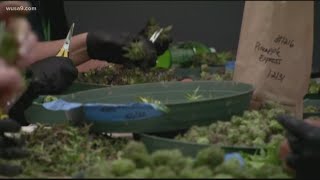 Montgomery County authorities observe violent marijuana-related trend