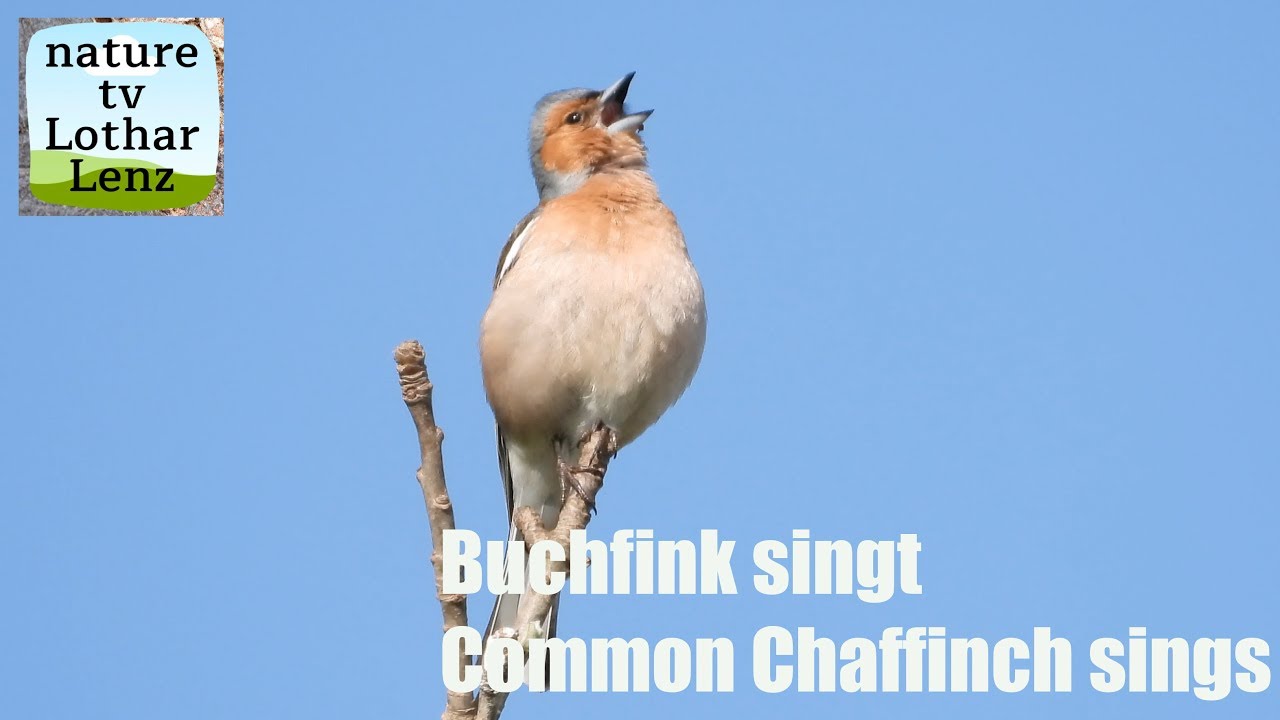 Buchfink singt. Common chaffinch sings. Germanys most common bird
