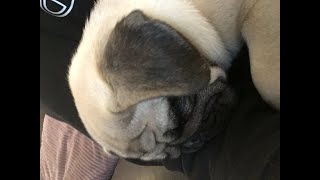 My ADORABLE sleepy pug!