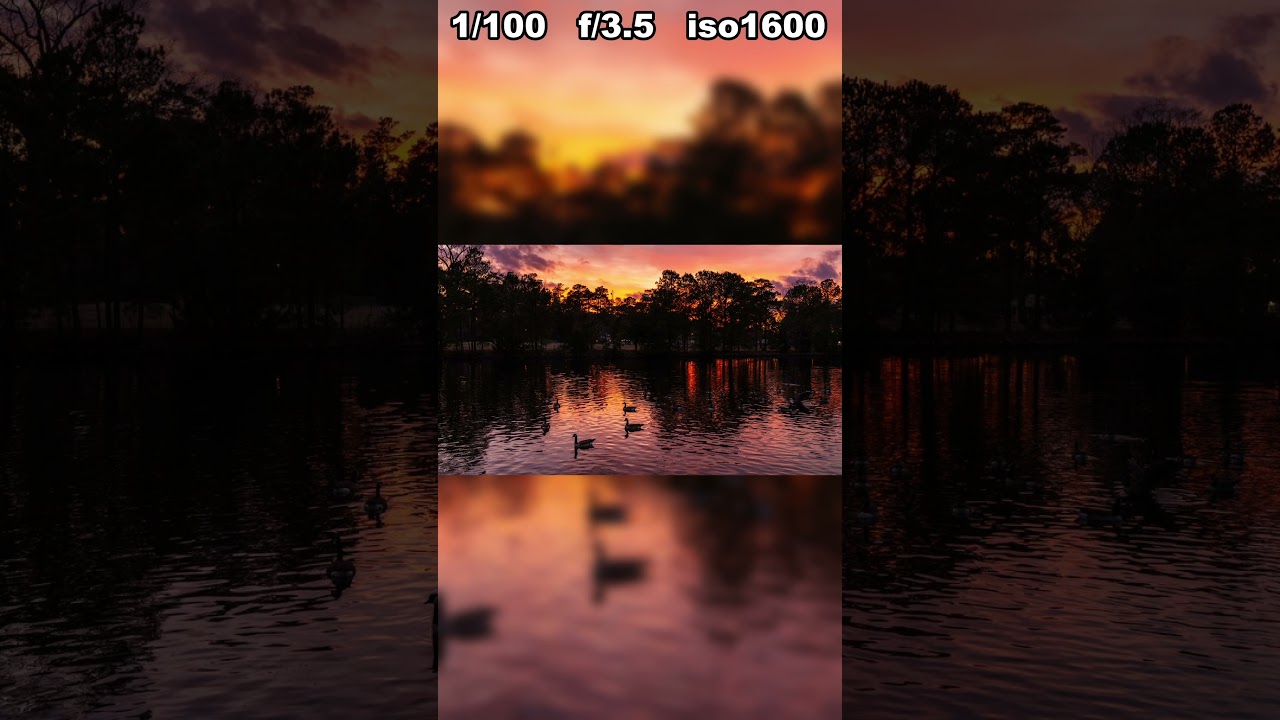 POV Nature Photography (Geese Swimming) 
