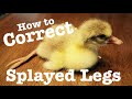 How to Correct Splayed Legs on a Gosling