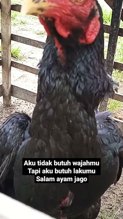 kata kata #shorts