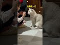 小猫咪能有什么想法?就是想吃你嘴里那块肉。哈哈#阿咪 #萌宠闹新春 #cat #喵哥是萌新 #pets