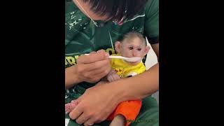 Dad's Heartwarming Rescue: Feeding Junbi the Medicine