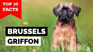 Brussels Griffon  Top 10 Facts