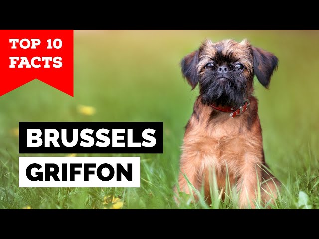 Brussels Griffon - Top 10 Facts class=